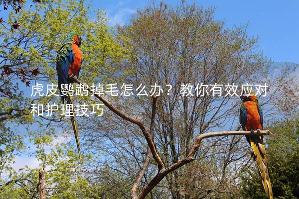 虎皮鹦鹉掉毛怎么办？教你有效应对和护理技巧