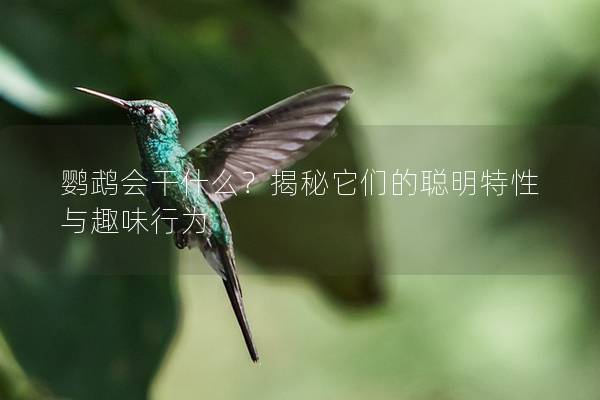 鹦鹉会干什么？揭秘它们的聪明特性与趣味行为