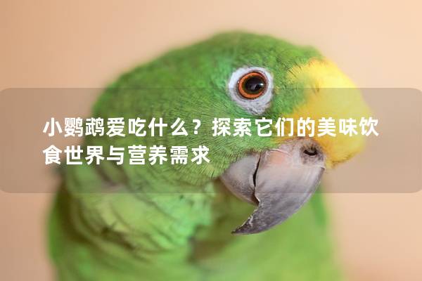 小鹦鹉爱吃什么？探索它们的美味饮食世界与营养需求