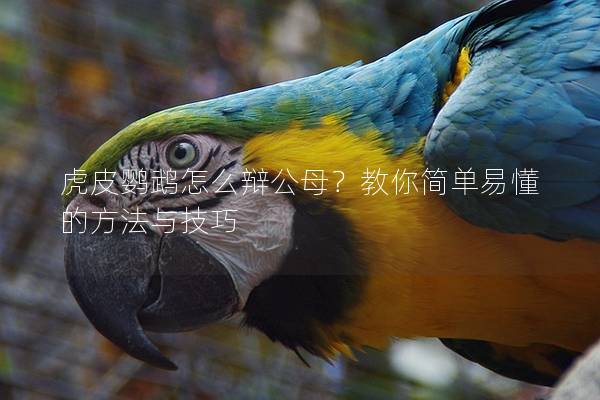 虎皮鹦鹉怎么辩公母？教你简单易懂的方法与技巧