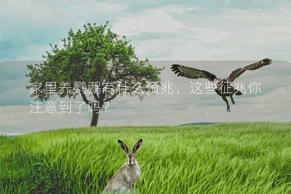 家里养鹦鹉有什么预兆，这些征兆你注意到了吗？