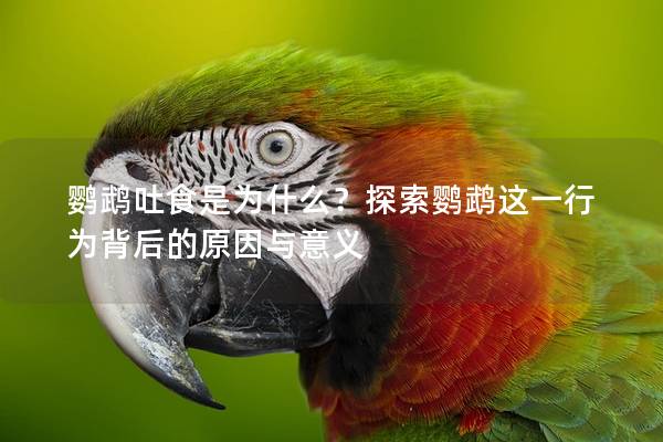 鹦鹉吐食是为什么？探索鹦鹉这一行为背后的原因与意义
