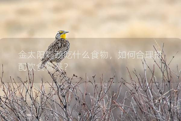 金太阳鹦鹉吃什么食物，如何合理搭配饮食营养？