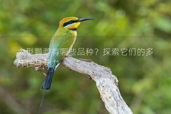大型鹦鹉有哪些品种？探索它们的多样性与魅力
