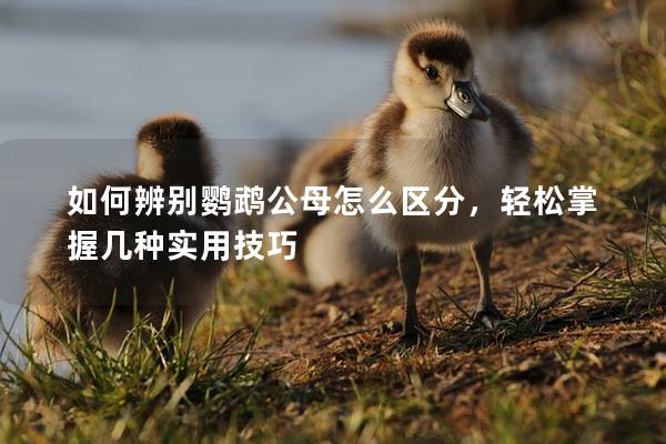 如何辨别鹦鹉公母怎么区分，轻松掌握几种实用技巧