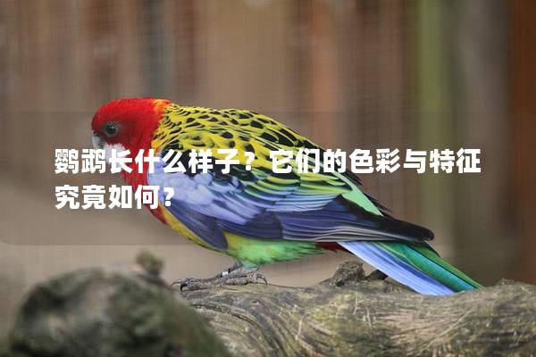 鹦鹉长什么样子？它们的色彩与特征究竟如何？