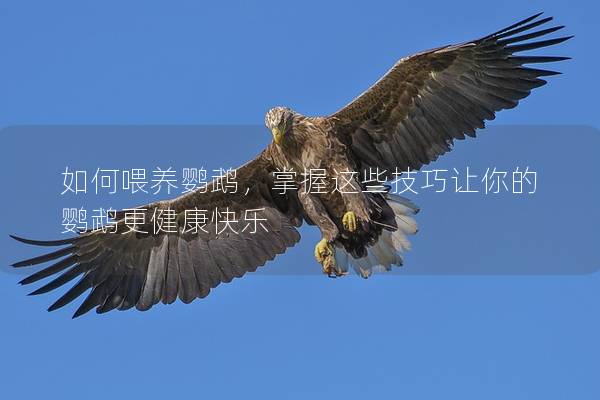 如何喂养鹦鹉，掌握这些技巧让你的鹦鹉更健康快乐