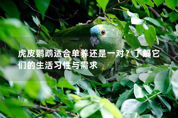 虎皮鹦鹉适合单养还是一对？了解它们的生活习性与需求
