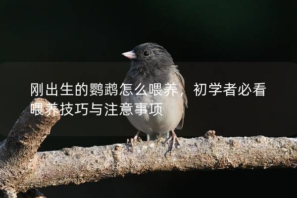 刚出生的鹦鹉怎么喂养，初学者必看喂养技巧与注意事项