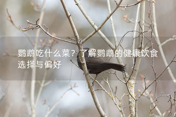 鹦鹉吃什么菜？了解鹦鹉的健康饮食选择与偏好