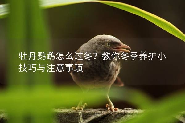 牡丹鹦鹉怎么过冬？教你冬季养护小技巧与注意事项