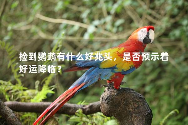 捡到鹦鹉有什么好兆头，是否预示着好运降临？