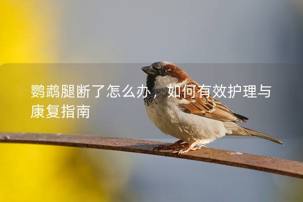 鹦鹉腿断了怎么办，如何有效护理与康复指南