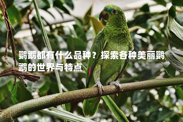 鹦鹉都有什么品种？探索各种美丽鹦鹉的世界与特点