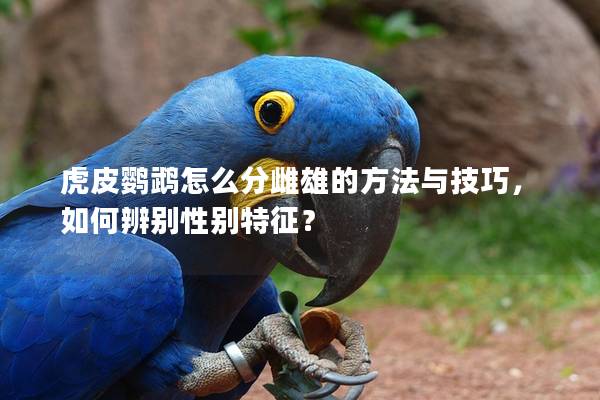 虎皮鹦鹉怎么分雌雄的方法与技巧，如何辨别性别特征？