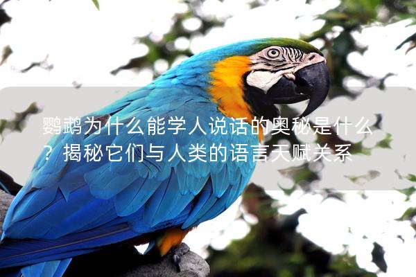 鹦鹉为什么能学人说话的奥秘是什么？揭秘它们与人类的语言天赋关系
