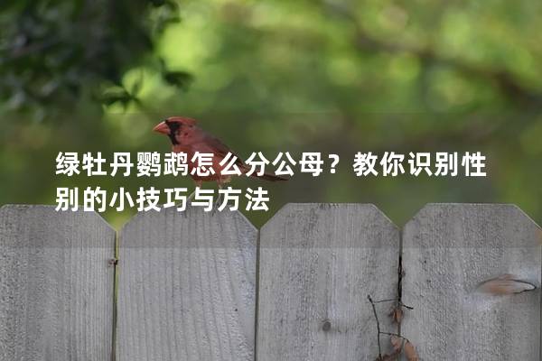 绿牡丹鹦鹉怎么分公母？教你识别性别的小技巧与方法
