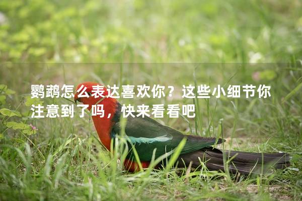 鹦鹉怎么表达喜欢你？这些小细节你注意到了吗，快来看看吧