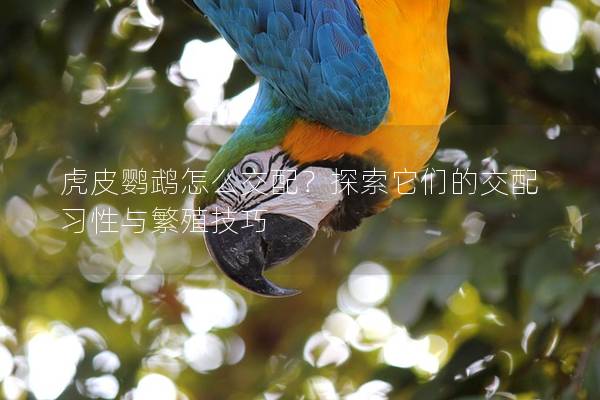 虎皮鹦鹉怎么交配？探索它们的交配习性与繁殖技巧