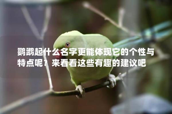 鹦鹉起什么名字更能体现它的个性与特点呢？来看看这些有趣的建议吧