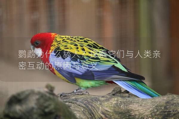 鹦鹉为什么舔人？探索它们与人类亲密互动的原因与意义