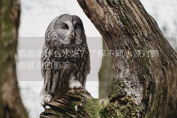 鹦鹉喝什么水好？了解不同水源对鹦鹉健康的影响
