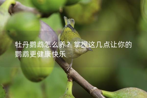 牡丹鹦鹉怎么养？掌握这几点让你的鹦鹉更健康快乐