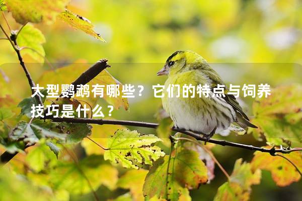 大型鹦鹉有哪些？它们的特点与饲养技巧是什么？