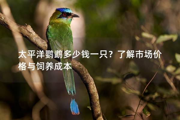 太平洋鹦鹉多少钱一只？了解市场价格与饲养成本
