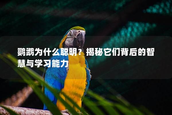 鹦鹉为什么聪明？揭秘它们背后的智慧与学习能力