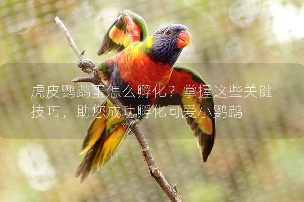 虎皮鹦鹉蛋怎么孵化？掌握这些关键技巧，助您成功孵化可爱小鹦鹉
