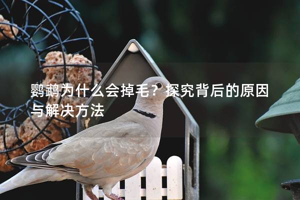 鹦鹉为什么会掉毛？探究背后的原因与解决方法