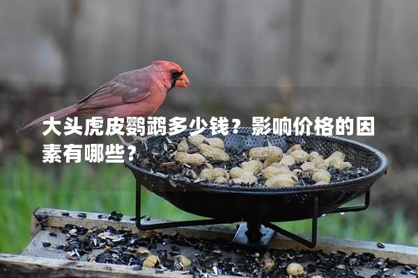 大头虎皮鹦鹉多少钱？影响价格的因素有哪些？