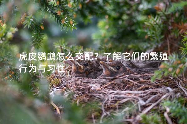 虎皮鹦鹉怎么交配？了解它们的繁殖行为与习性