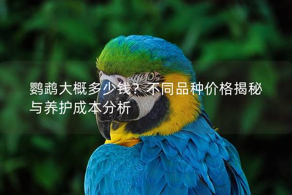 鹦鹉大概多少钱？不同品种价格揭秘与养护成本分析