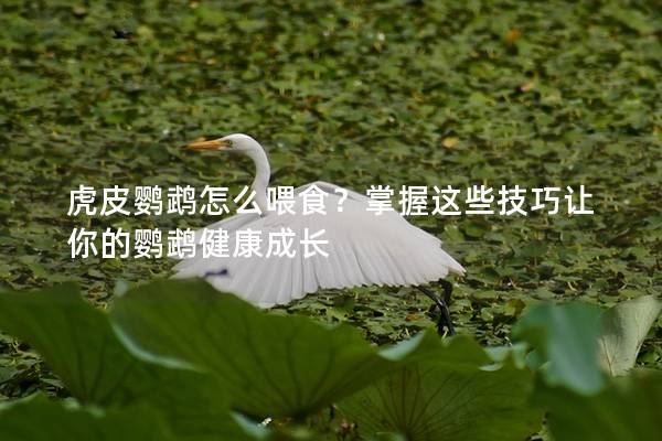 虎皮鹦鹉怎么喂食？掌握这些技巧让你的鹦鹉健康成长