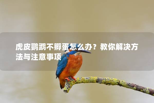虎皮鹦鹉不孵蛋怎么办？教你解决方法与注意事项