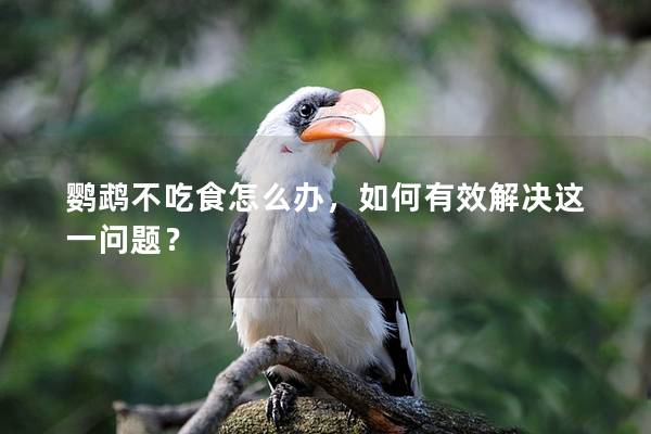 鹦鹉不吃食怎么办，如何有效解决这一问题？