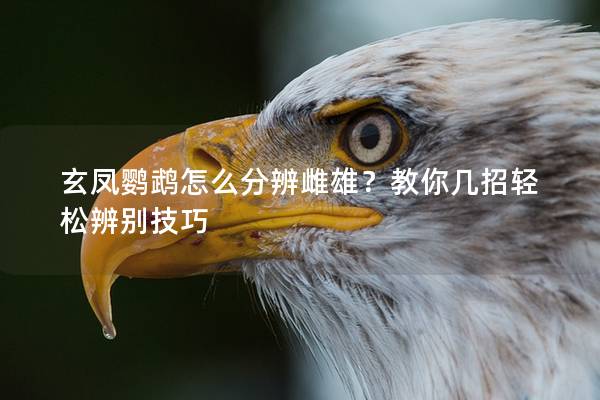 玄凤鹦鹉怎么分辨雌雄？教你几招轻松辨别技巧