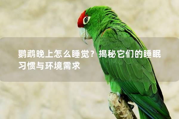 鹦鹉晚上怎么睡觉？揭秘它们的睡眠习惯与环境需求