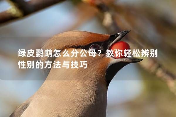 绿皮鹦鹉怎么分公母？教你轻松辨别性别的方法与技巧
