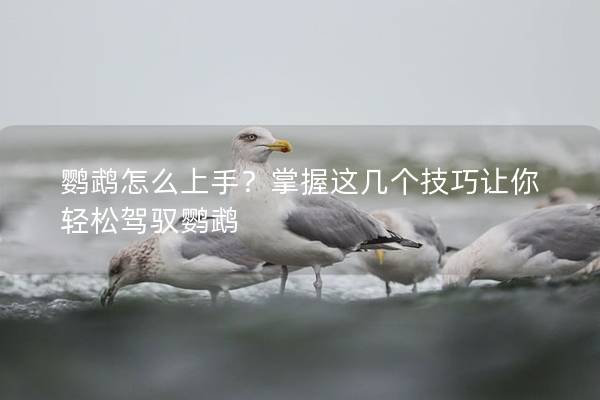 鹦鹉怎么上手？掌握这几个技巧让你轻松驾驭鹦鹉