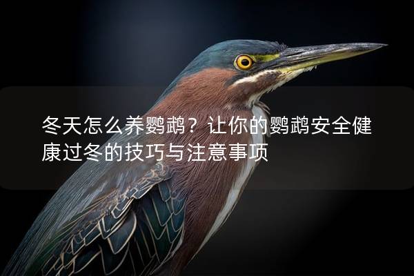冬天怎么养鹦鹉？让你的鹦鹉安全健康过冬的技巧与注意事项