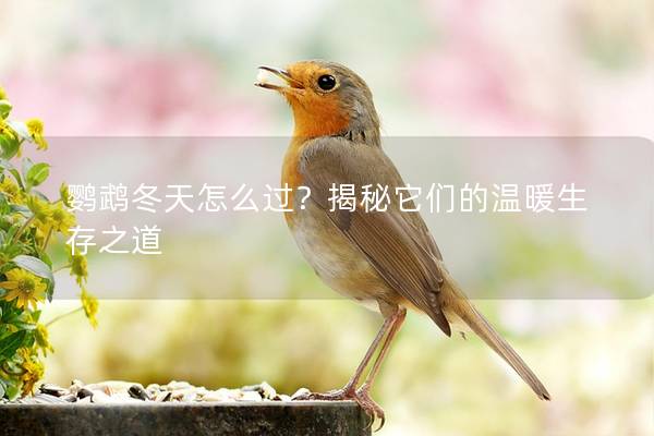 鹦鹉冬天怎么过？揭秘它们的温暖生存之道