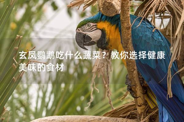 玄凤鹦鹉吃什么蔬菜？教你选择健康美味的食材