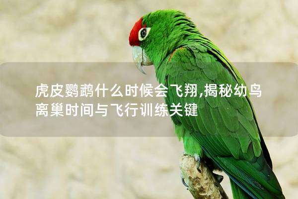 虎皮鹦鹉什么时候会飞翔,揭秘幼鸟离巢时间与飞行训练关键