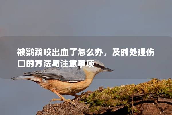 被鹦鹉咬出血了怎么办，及时处理伤口的方法与注意事项