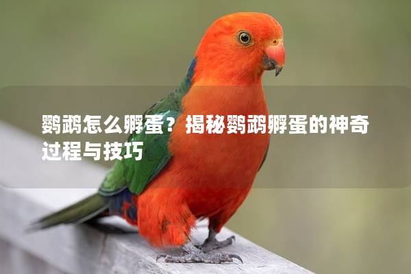 鹦鹉怎么孵蛋？揭秘鹦鹉孵蛋的神奇过程与技巧