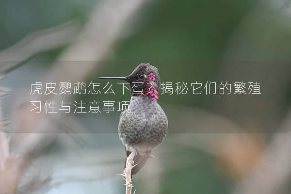 虎皮鹦鹉怎么下蛋？揭秘它们的繁殖习性与注意事项