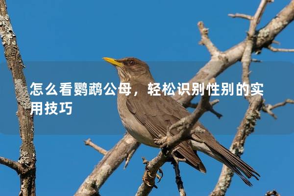 怎么看鹦鹉公母，轻松识别性别的实用技巧